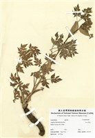 藏品(玉山芹菜)的圖片